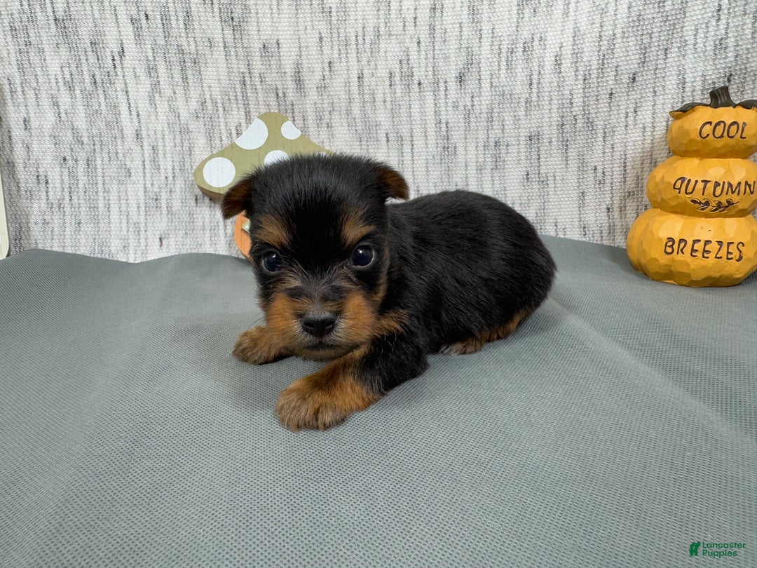 Yorkshire Terrier dogs for sale: Yorkshire Terrier Puppy 2 - Ad 5