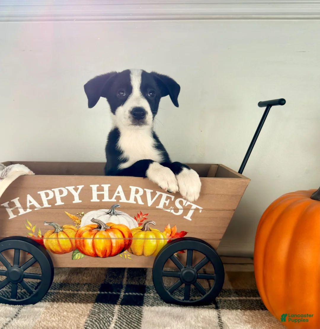 Border Collie dogs for sale: Oakley - Ad 6