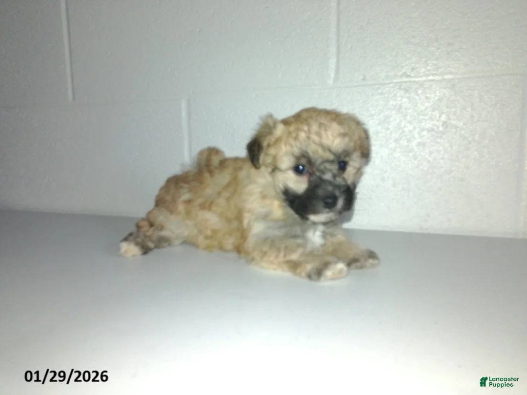 Yorkiepoo dogs for sale: Cara  - Ad 20