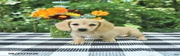 Miniature Dachshund dogs for sale: Henry - Ad 3