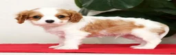 Cavalier King Charles Spaniel dogs for sale: Vince - Ad 7