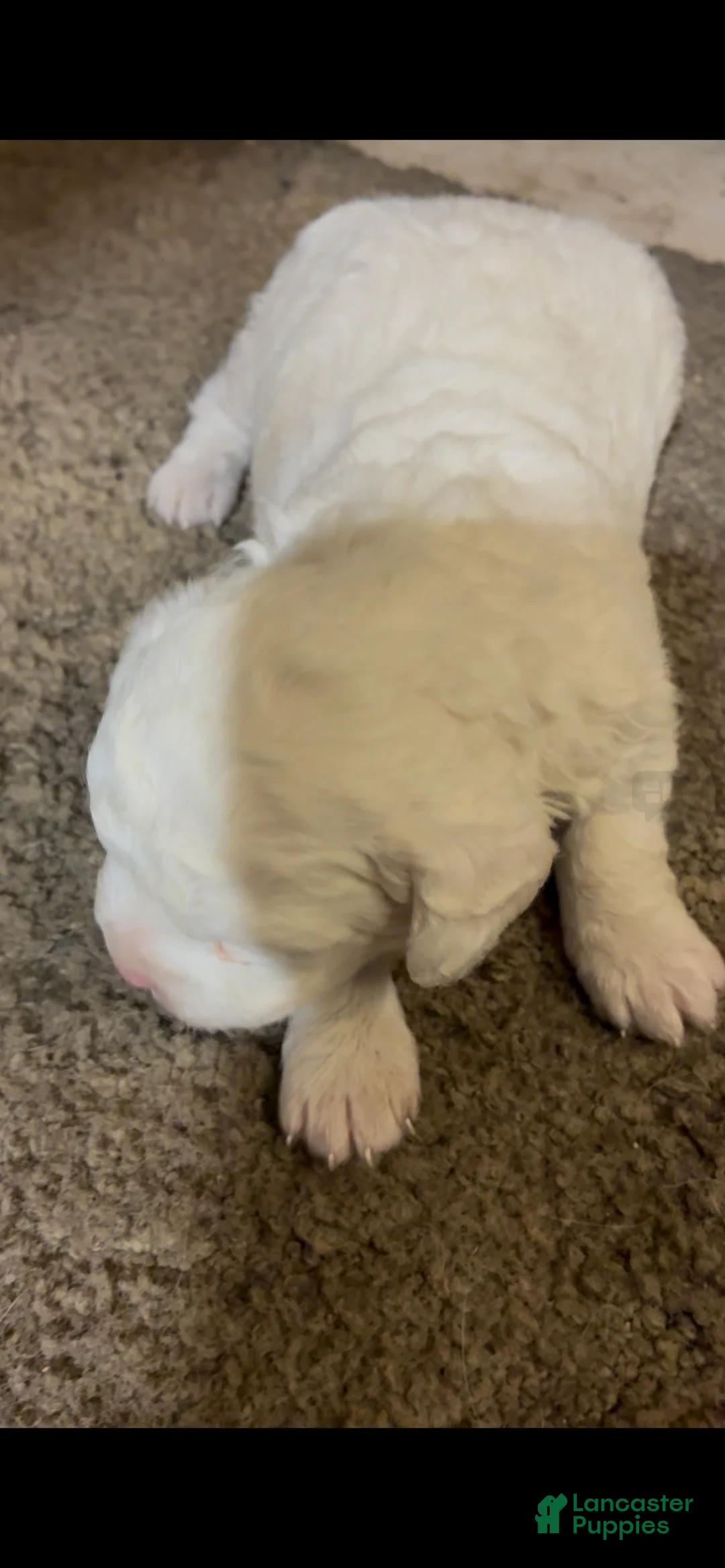 Havapoo dogs for sale:  Puppy 1 - Ad 2