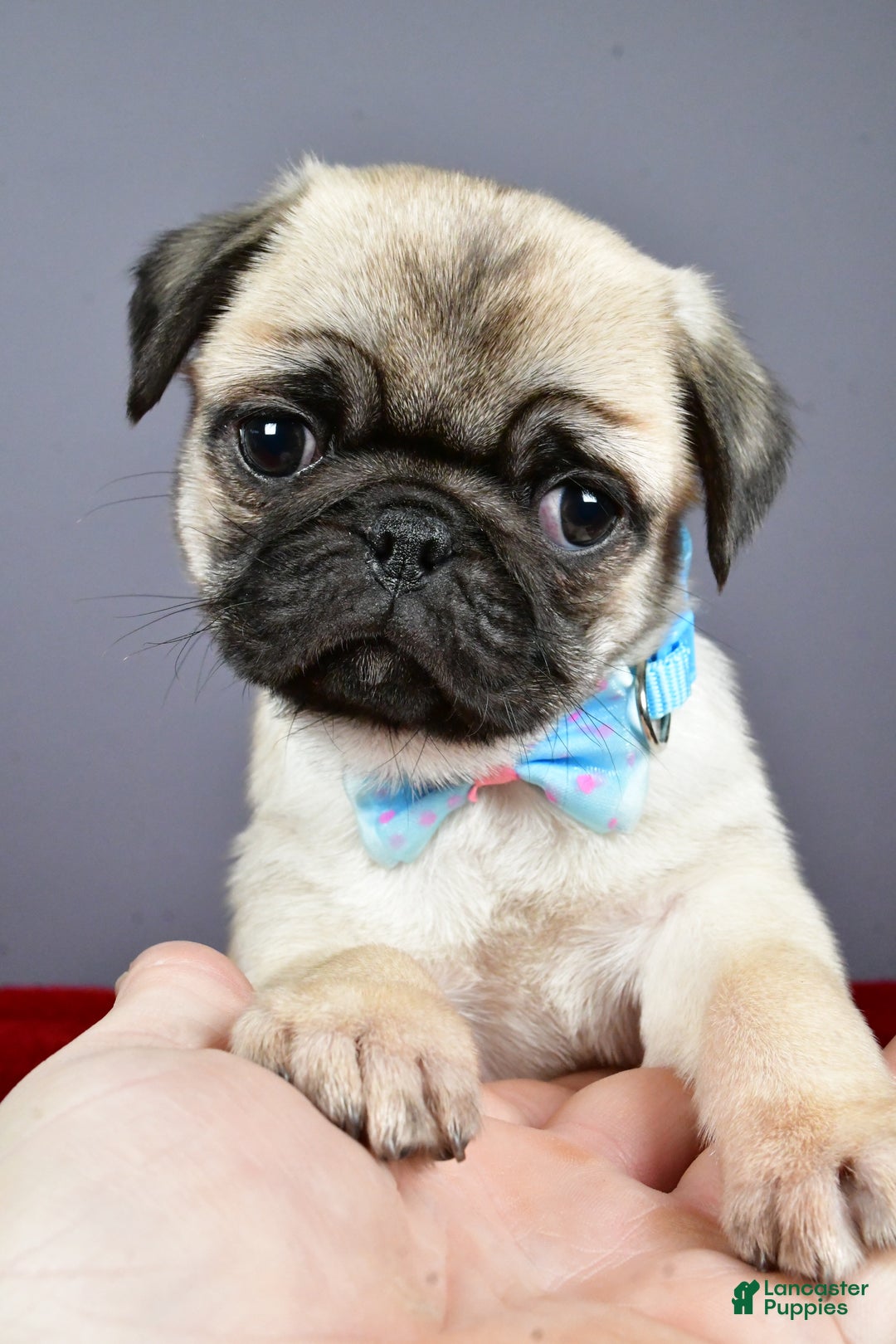 Pug dogs for sale: Toby - Ad 7