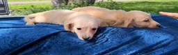 Miniature Dachshund dogs for sale: Cream boy - Ad 4