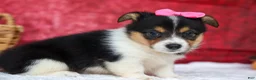 Welsh Corgi Pembroke dogs for sale: Annabelle🎀 - Ad 15