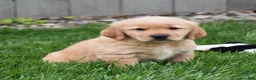 Golden Retriever dogs for sale: Ginger - Ad 3