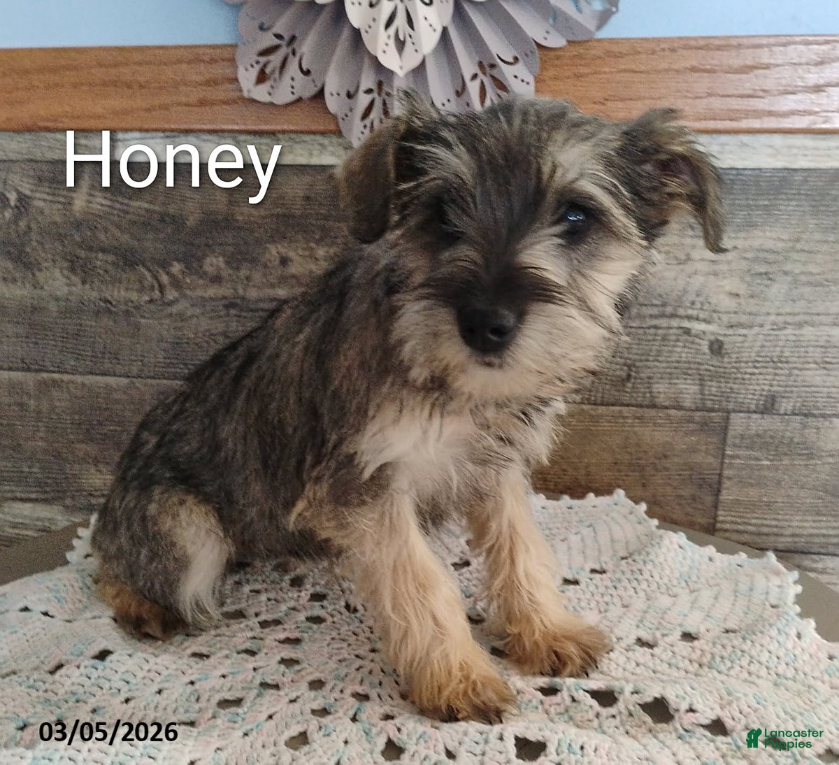 Miniature Schnauzer dogs Honey - Ad 2