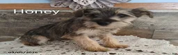 Miniature Schnauzer dogs for sale: Honey - Ad 2