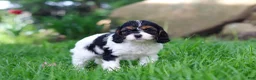 Cavapoo dogs for sale: Sunnie - Ad 5