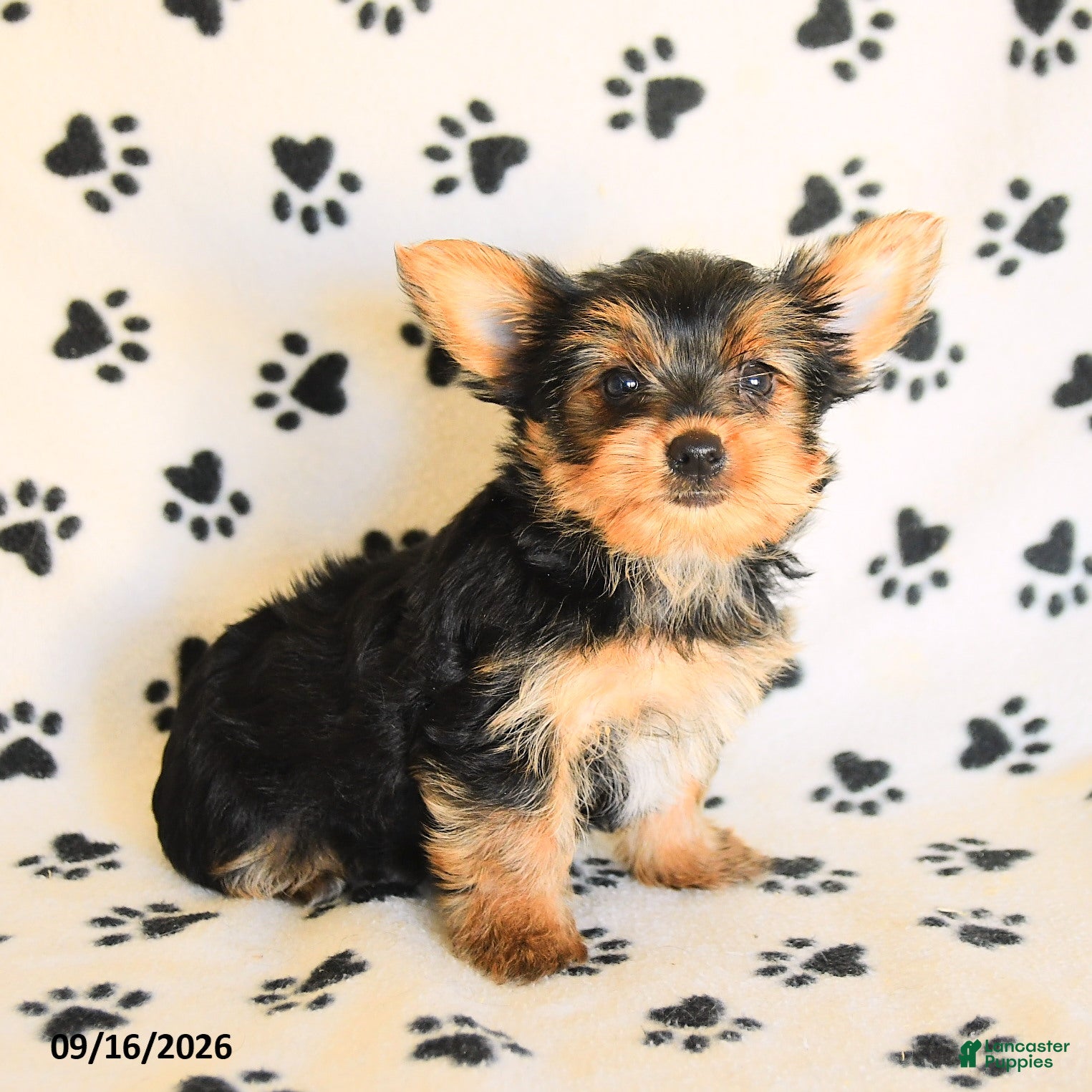 Yorkshire Terrier dogs Nora - Ad 1