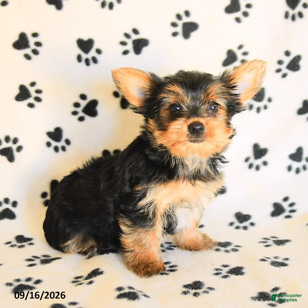 Yorkshire Terrier dogs for sale: Nora - Ad 1