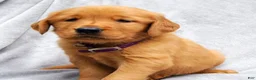 Golden Retriever dogs for sale: Maggie - Ad 4