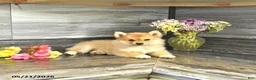 Pomsky dogs for sale: Jewelz - Ad 3