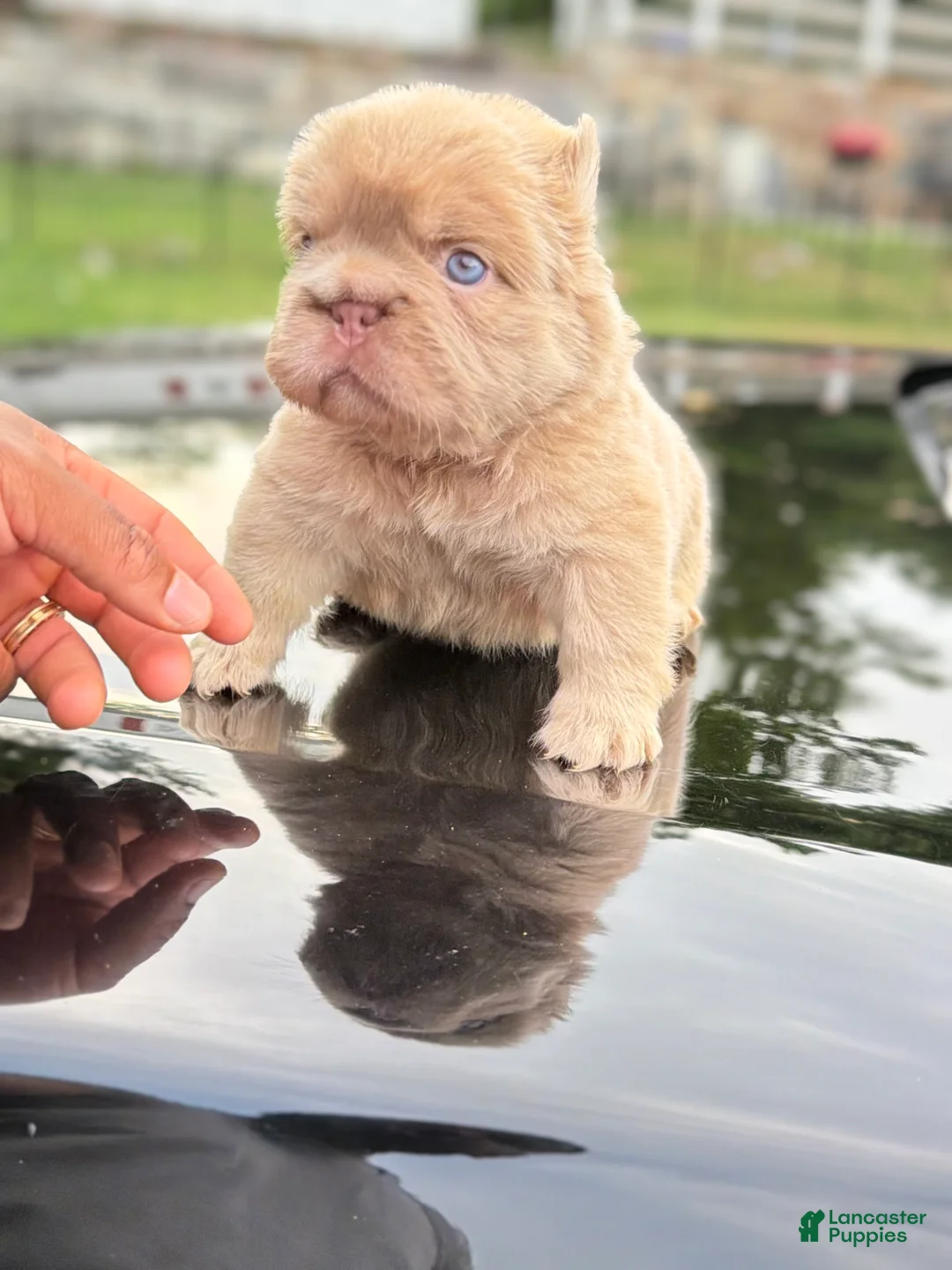French Bulldog dogs for sale: John John - Ad 2