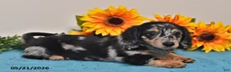 Miniature Dachshund dogs for sale: Cassie   - Ad 2