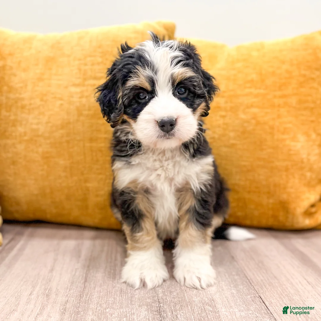 Mini Bernedoodle dogs for sale: Holly - Ad 1