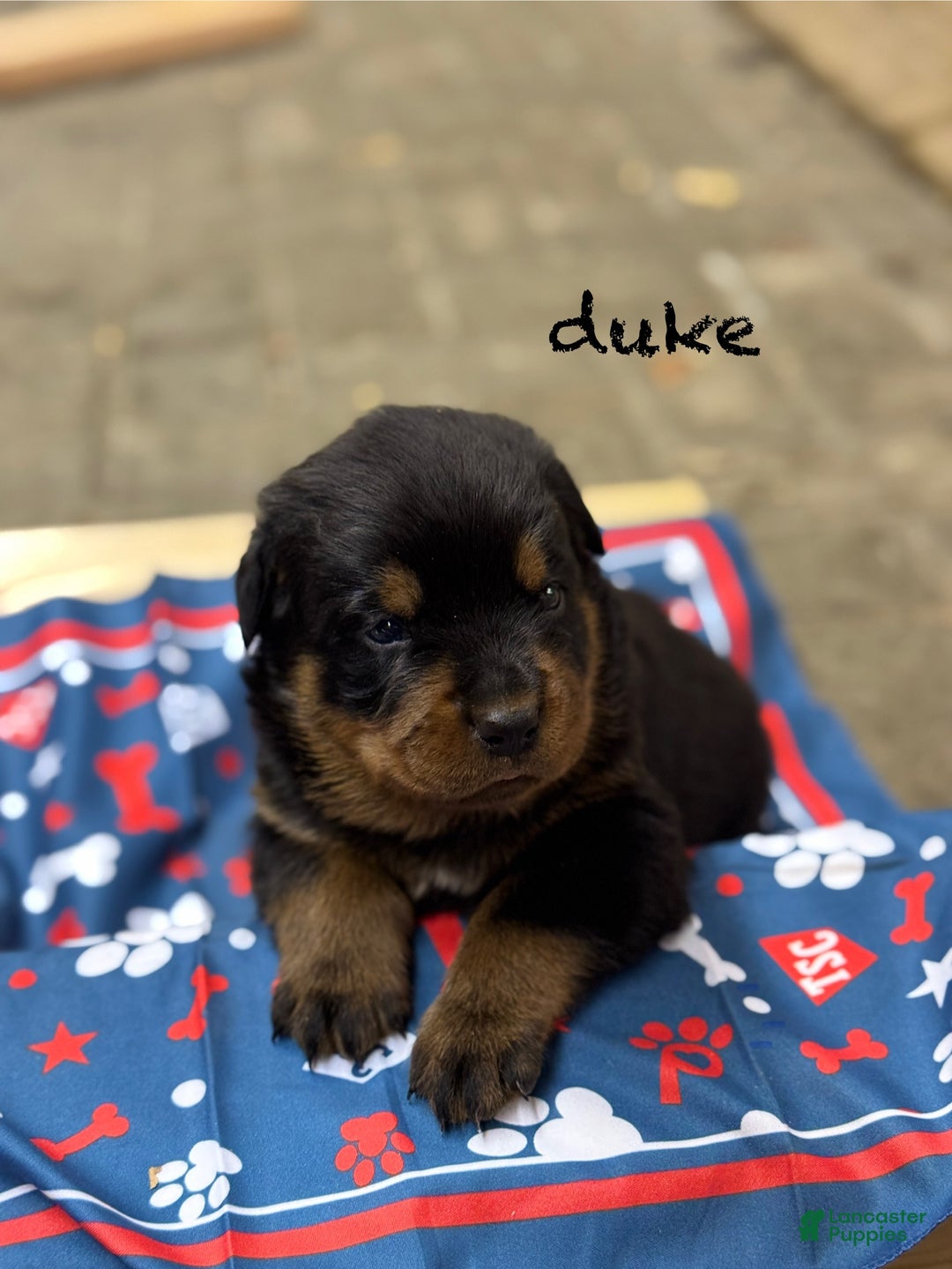 Rottweiler dogs for sale: Duke (Long Tail)  - Ad 2