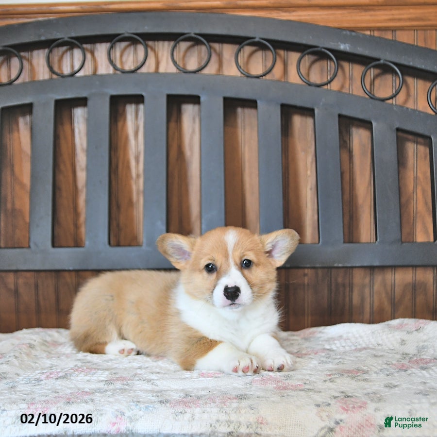 Welsh Corgi Pembroke dogs Tessie - Ad 41