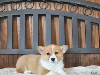 Welsh Corgi Pembroke dogs Tessie - Ad 41