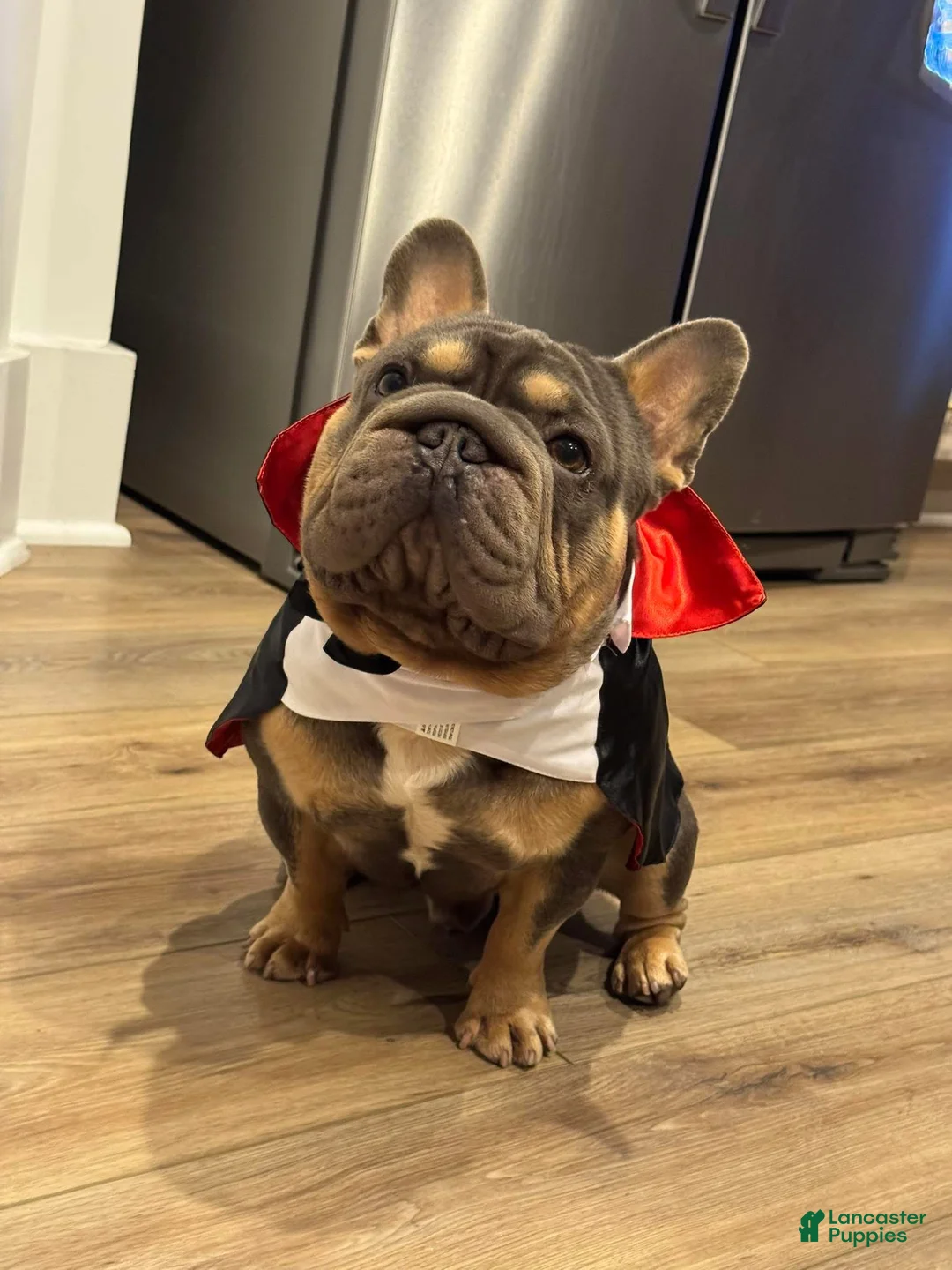 French Bulldog dogs for stud: Mr. Steal Yo Girl “Tinder” Blue  - Ad 4