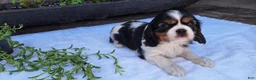 Cavalier King Charles Spaniel dogs for sale: Cavalier King Charles Spaniel Puppy 5 - Ad 1