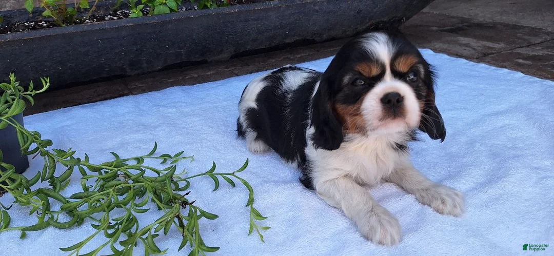 Cavalier King Charles Spaniel dogs for sale: Cavalier King Charles Spaniel Puppy 5 - Ad 1