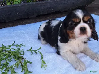 Cavalier King Charles Spaniel dogs for sale: Cavalier King Charles Spaniel Puppy 5 - Ad 3