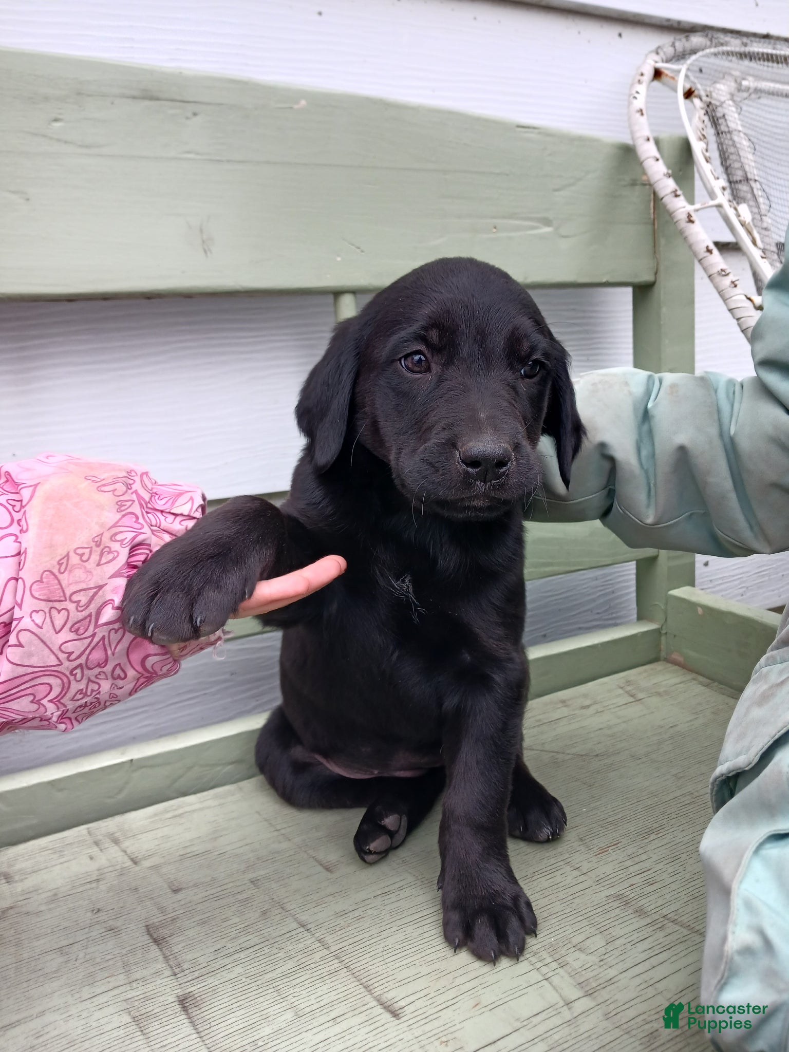 Mixed Breed dogs Mixed Breed Puppy 5 Labrador lady  - Ad 1