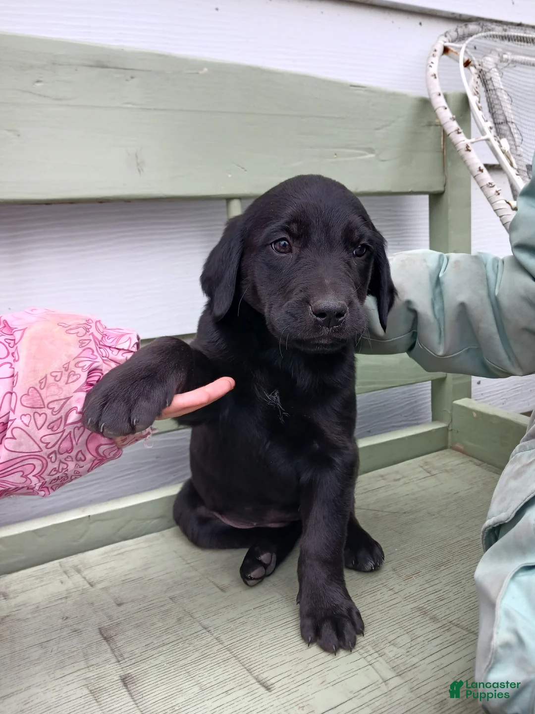 Mixed Breed dogs for sale: Mixed Breed Puppy 5 Labrador lady  - Ad 1