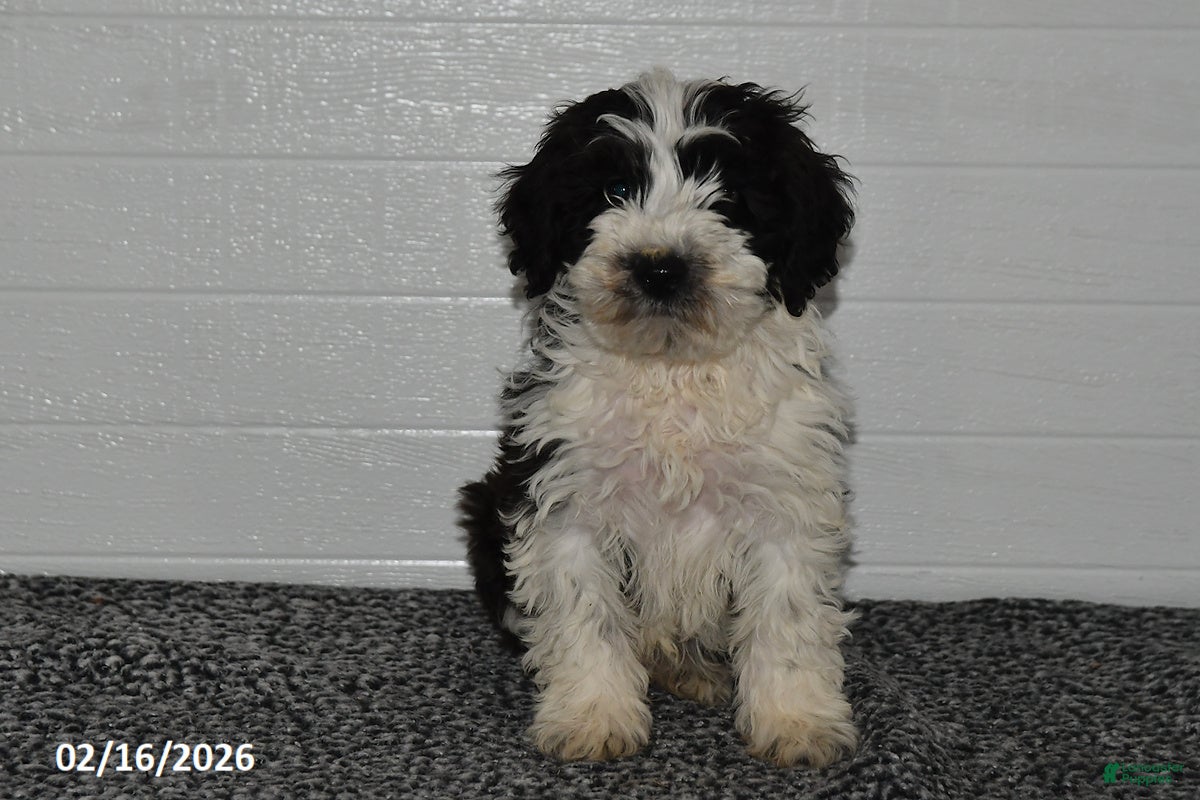 Mini Sheepadoodle dogs Pepper - Ad 2