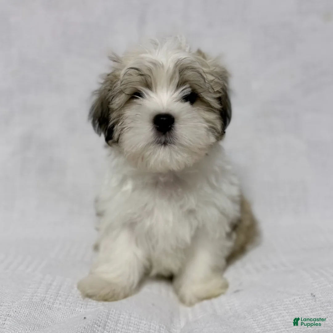 Malshi dogs for sale: Gravy - Ad 1