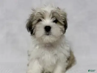 Malshi dogs Gravy - Ad 1