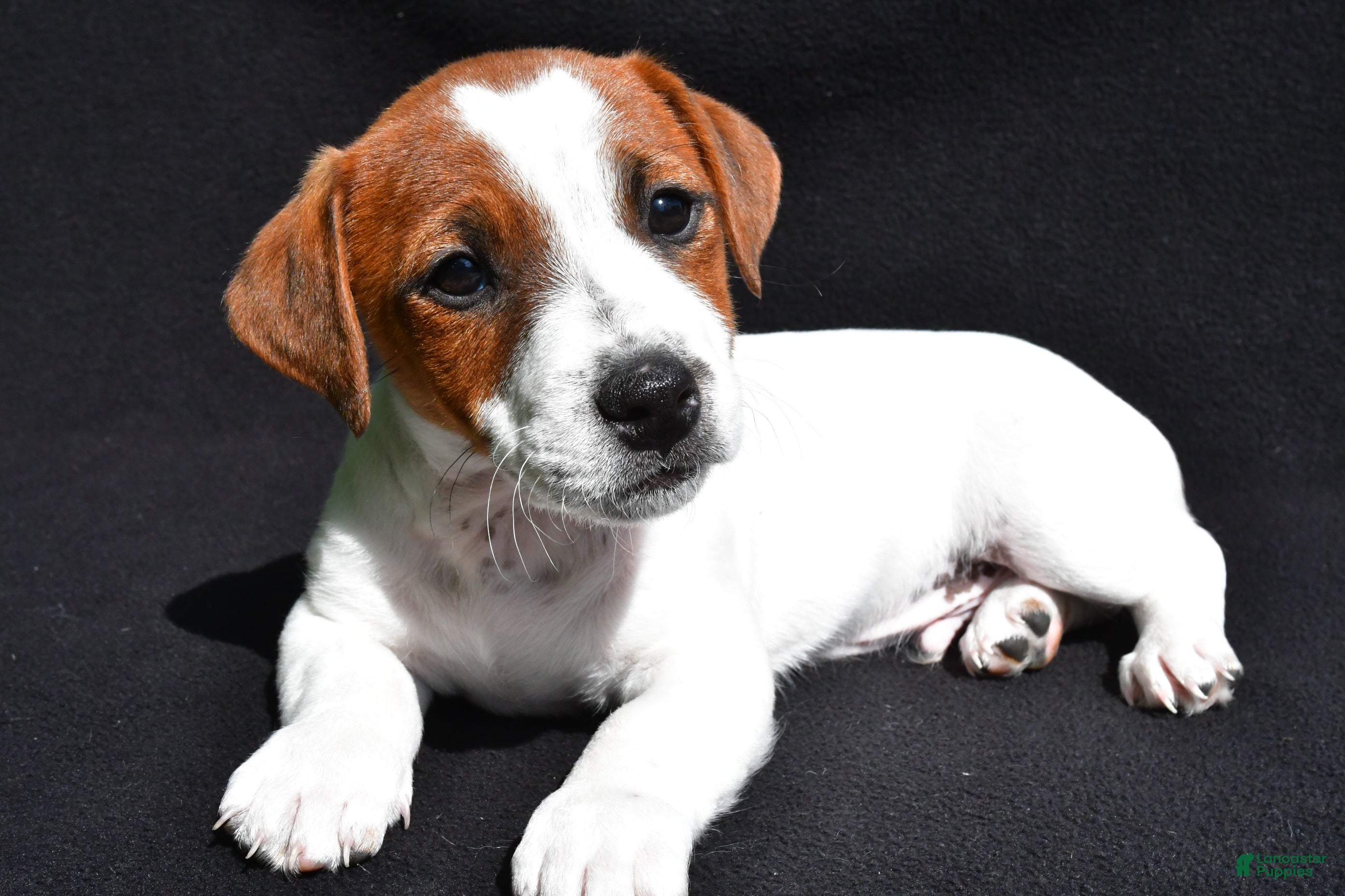 Jack Russell Terrier dogs for sale: Gunner - Ad 3