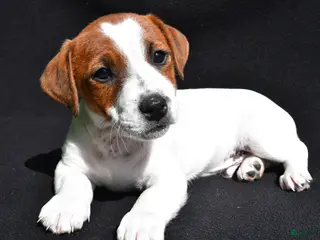 Jack Russell Terrier dogs for sale: Gunner - Ad 3