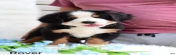 Bernese Mountain Dog dogs for sale: Rover - Ad 1