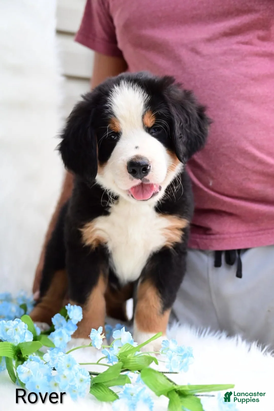Bernese Mountain Dog dogs for sale: Rover - Ad 1