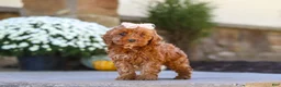 Cockapoo dogs for sale: Willow - Ad 16