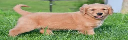 Golden Retriever dogs for sale: Lainey - Ad 6