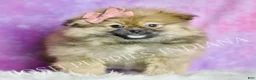 Pomeranian dogs for sale: Harmony - Ad 5