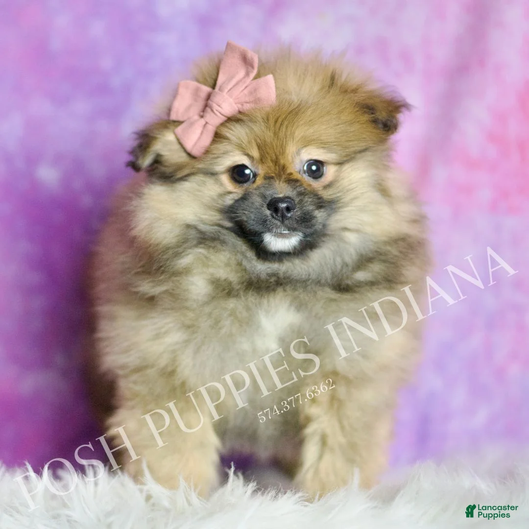 Pomeranian dogs for sale: Harmony - Ad 5