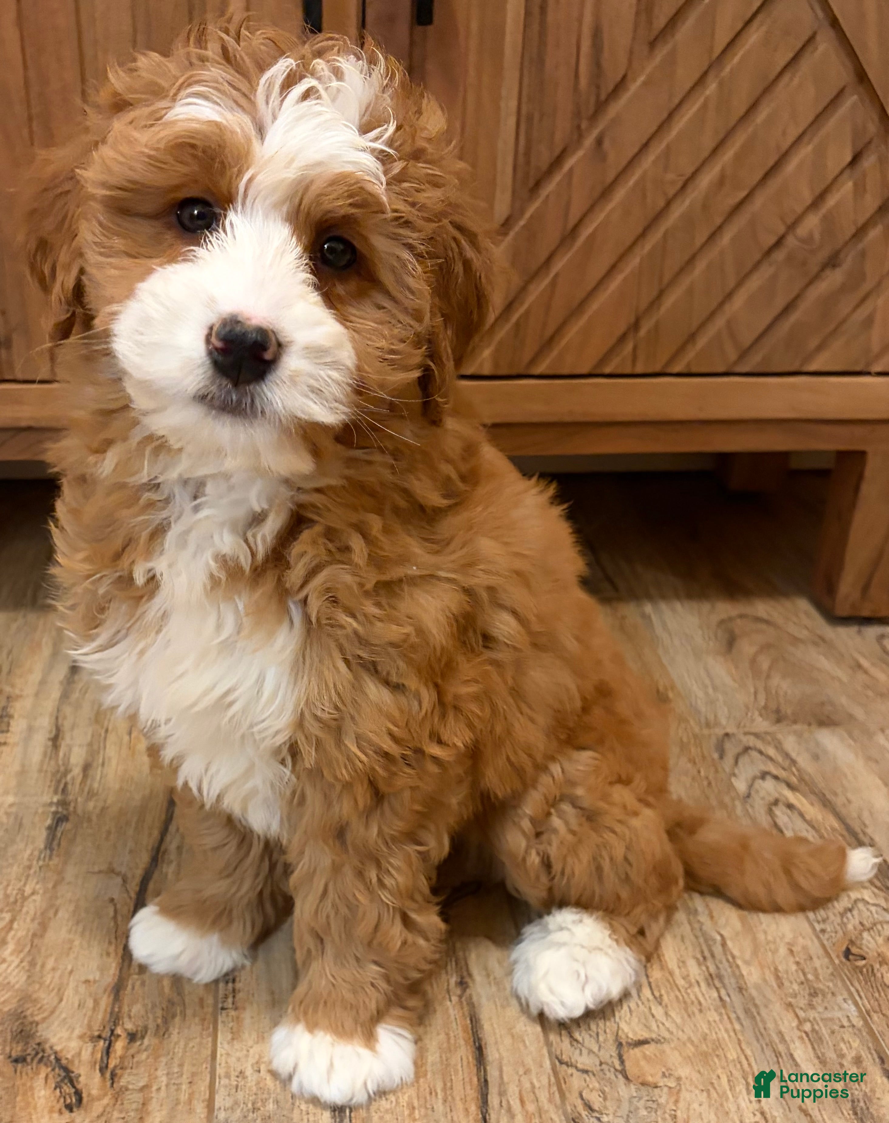 Mini Bernedoodle dogs for sale: 💛 IN BOSTON MASSACHUSETTS AREA 💛 RED AND WHITE ABSTRACT GIRL 💛 MINI BERNEDOODLE 💛 - Ad 1