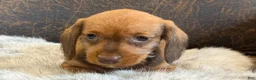 Miniature Dachshund dogs for sale: Dash - Ad 13