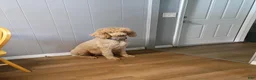 Standard Poodle dogs for sale: Harper - Ad 3