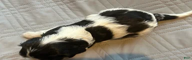 Cavalier King Charles Spaniel 2