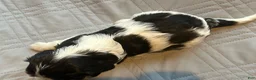 Cavalier King Charles Spaniel dogs for sale: Cavalier King Charles Spaniel 2 - Ad 1