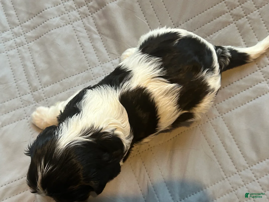 Cavalier King Charles Spaniel dogs for sale: Cavalier King Charles Spaniel 2 - Ad 1