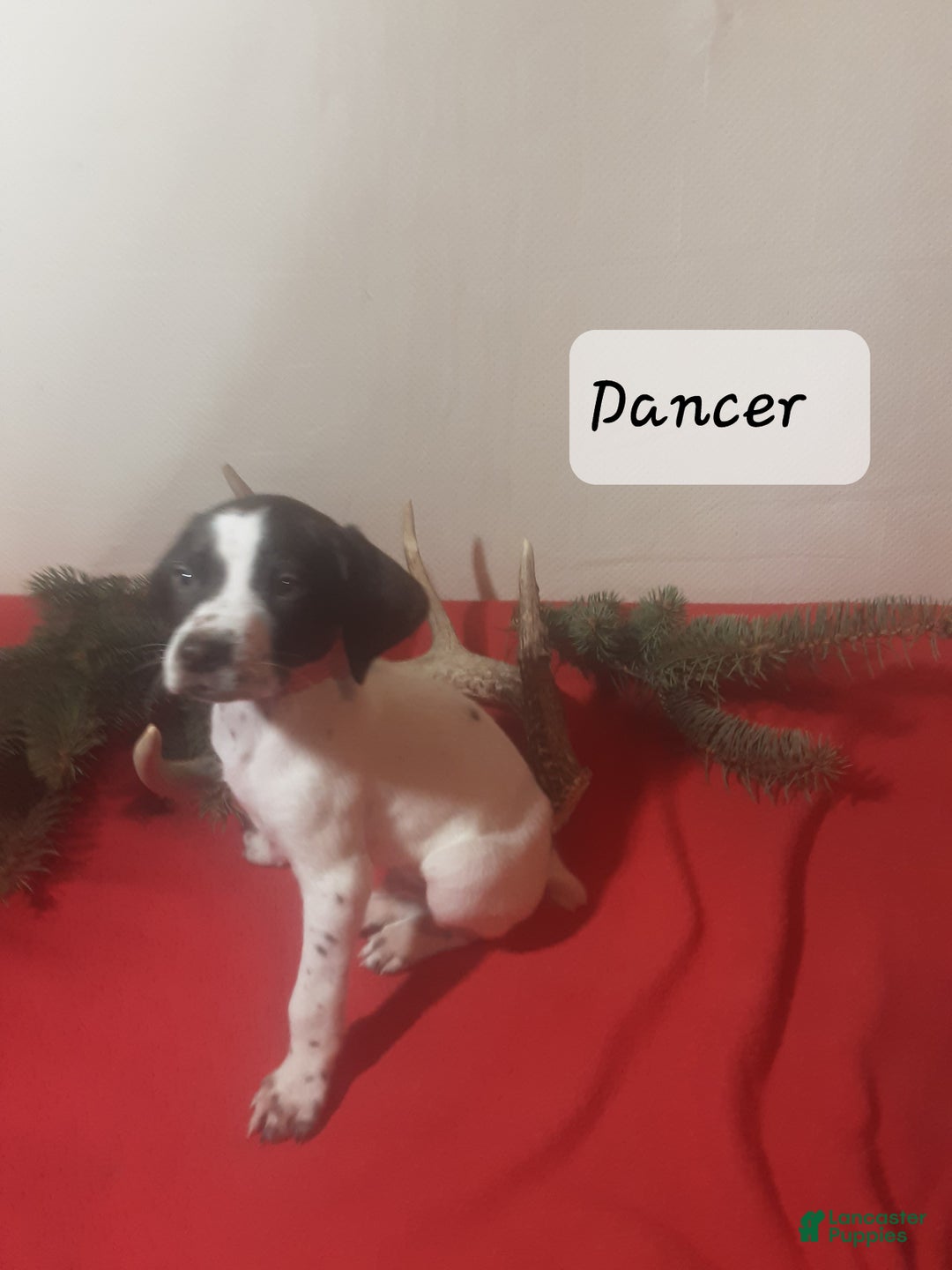 German Shorthaired Pointer dogs for sale: Dancer - Ad 3