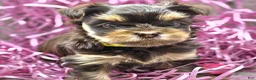 Yorkshire Terrier dogs for sale: Levia - Ad 4