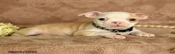 Boston Terrier dogs for sale: Mickey - Ad 3