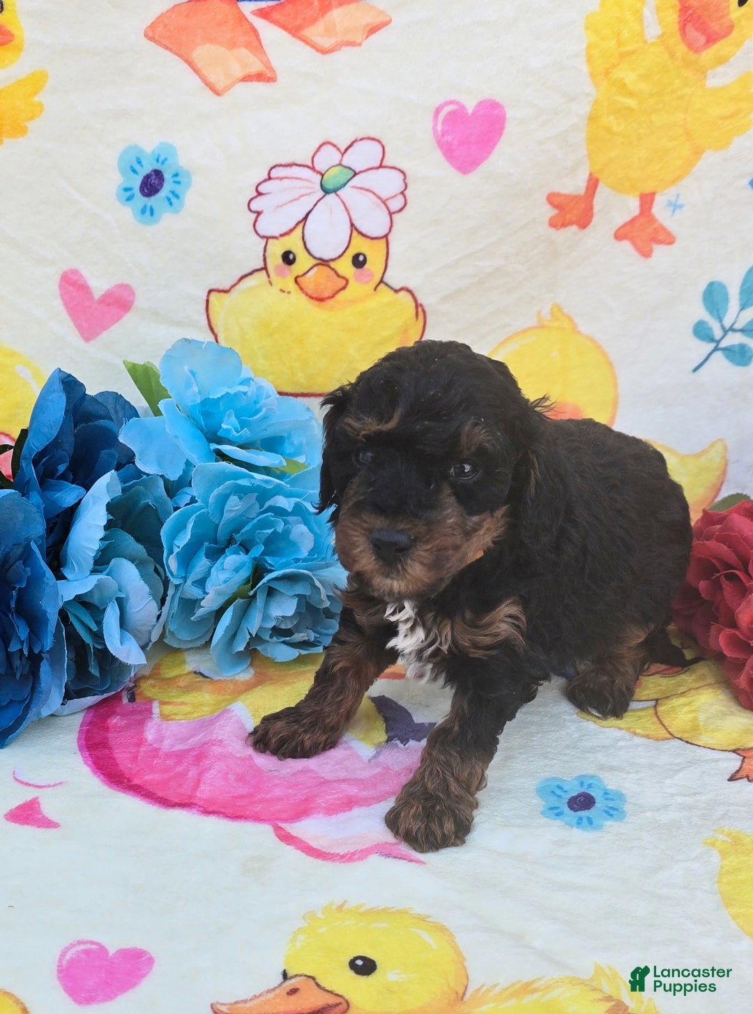 Cavapoo dogs for sale: Token - Ad 3